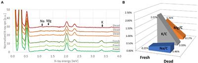 A preliminary investigation into bacterial viability using scanning electron microscopy–energy-dispersive X-ray analysis: The case of antibiotics